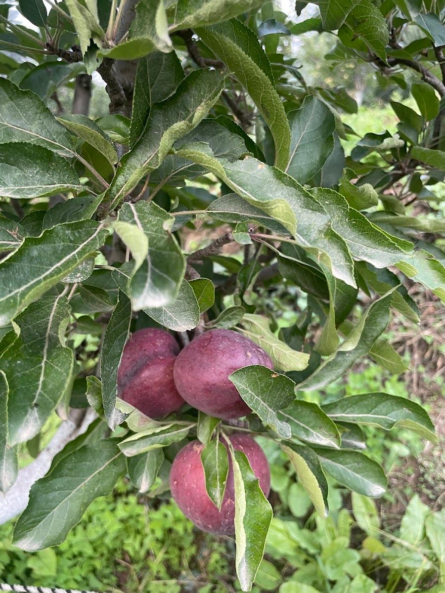 Seetalvan Orchard – photo 2