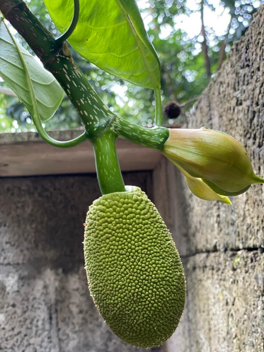 Kanthari /കാന്താരി ഉൾനാടൻ ടൂറിസം – photo 4