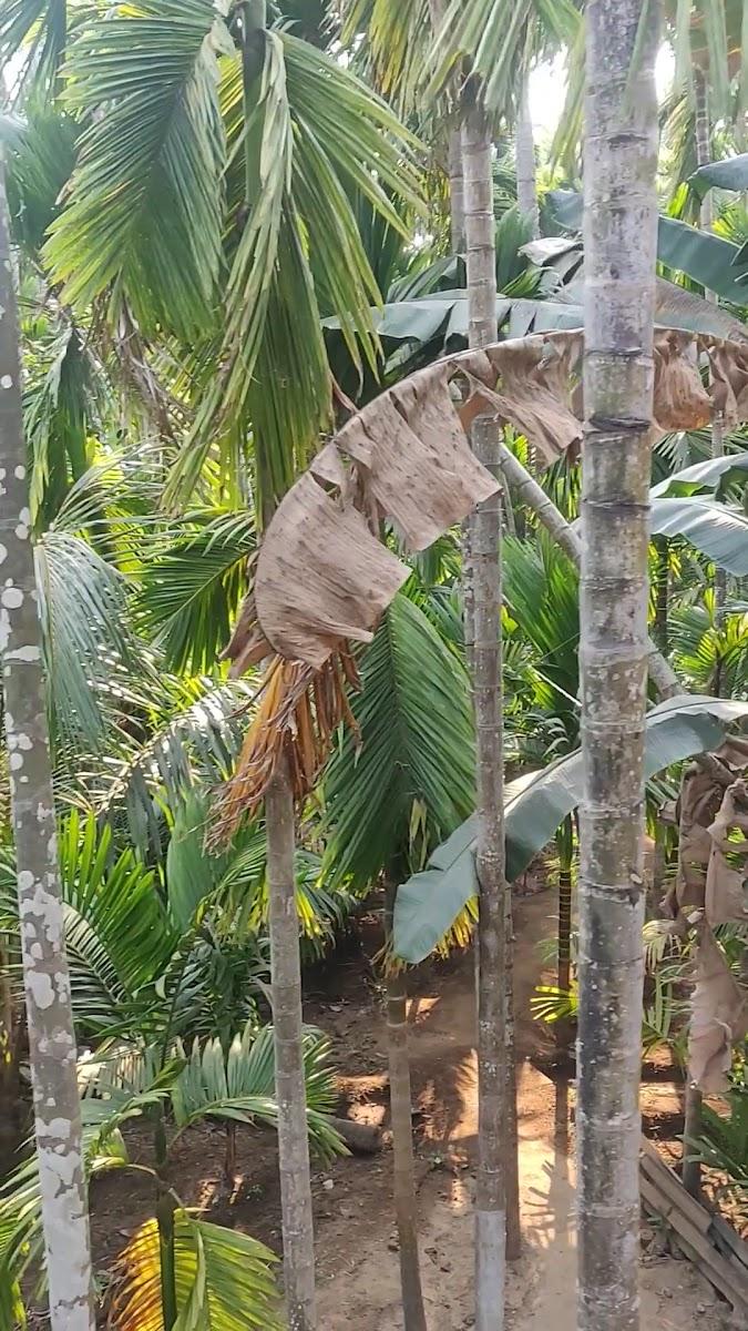 Betel wood Home stay – photo 2