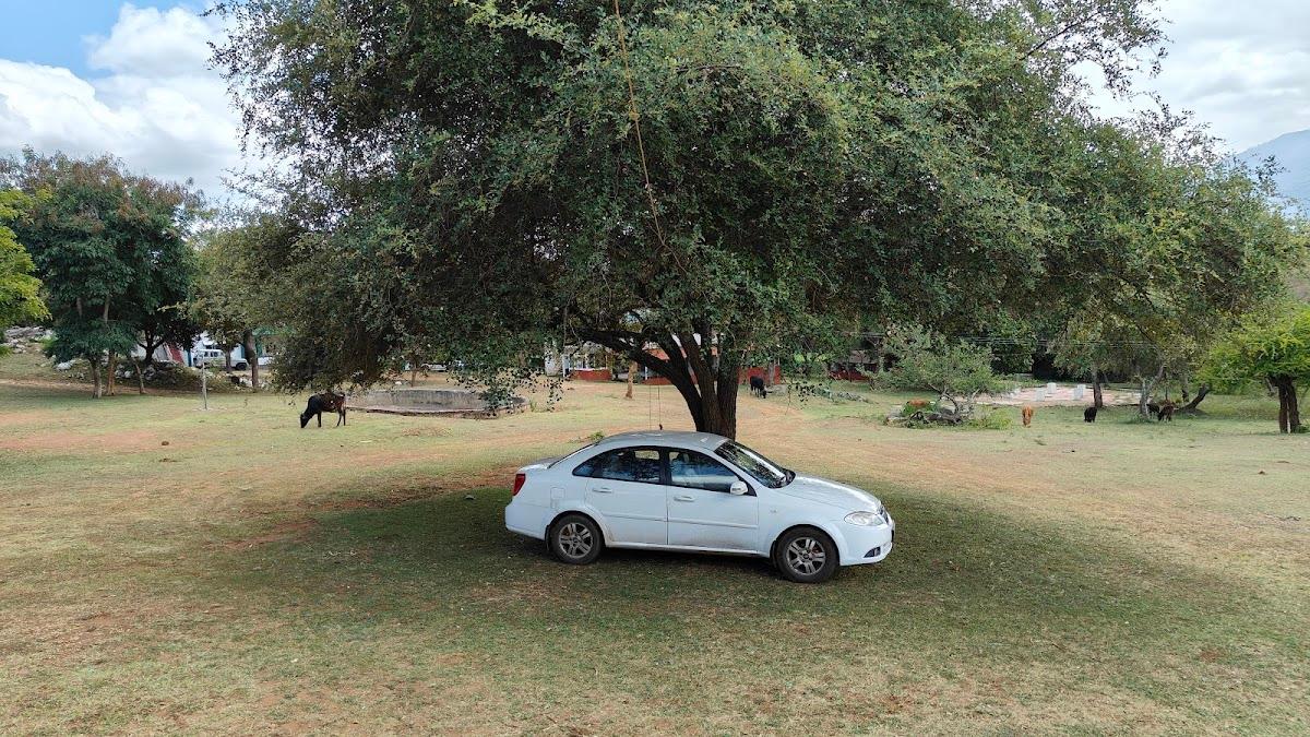 Wild Forest Resort, Masinagudi – photo 4