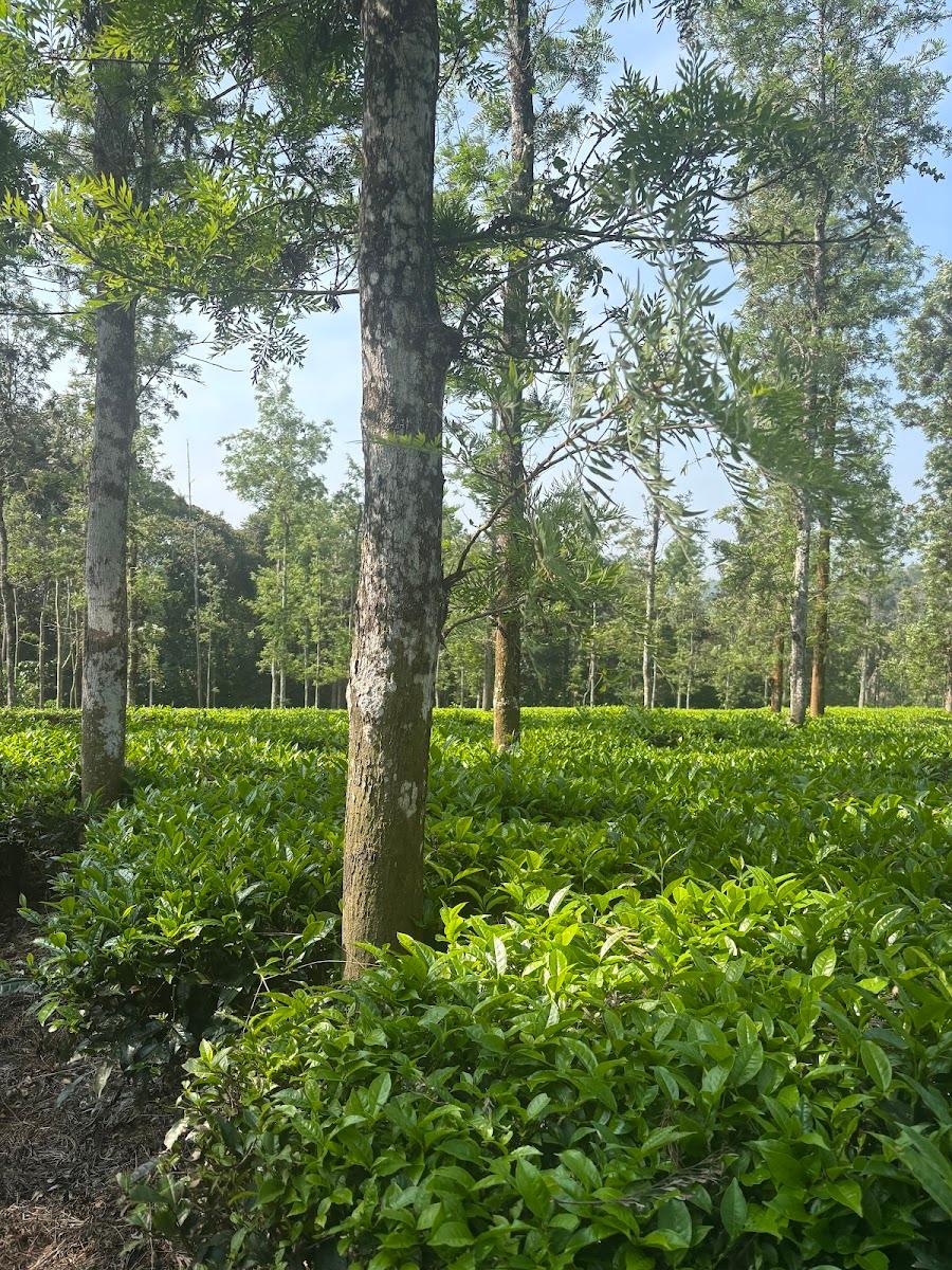 Pepper Trail – photo 4