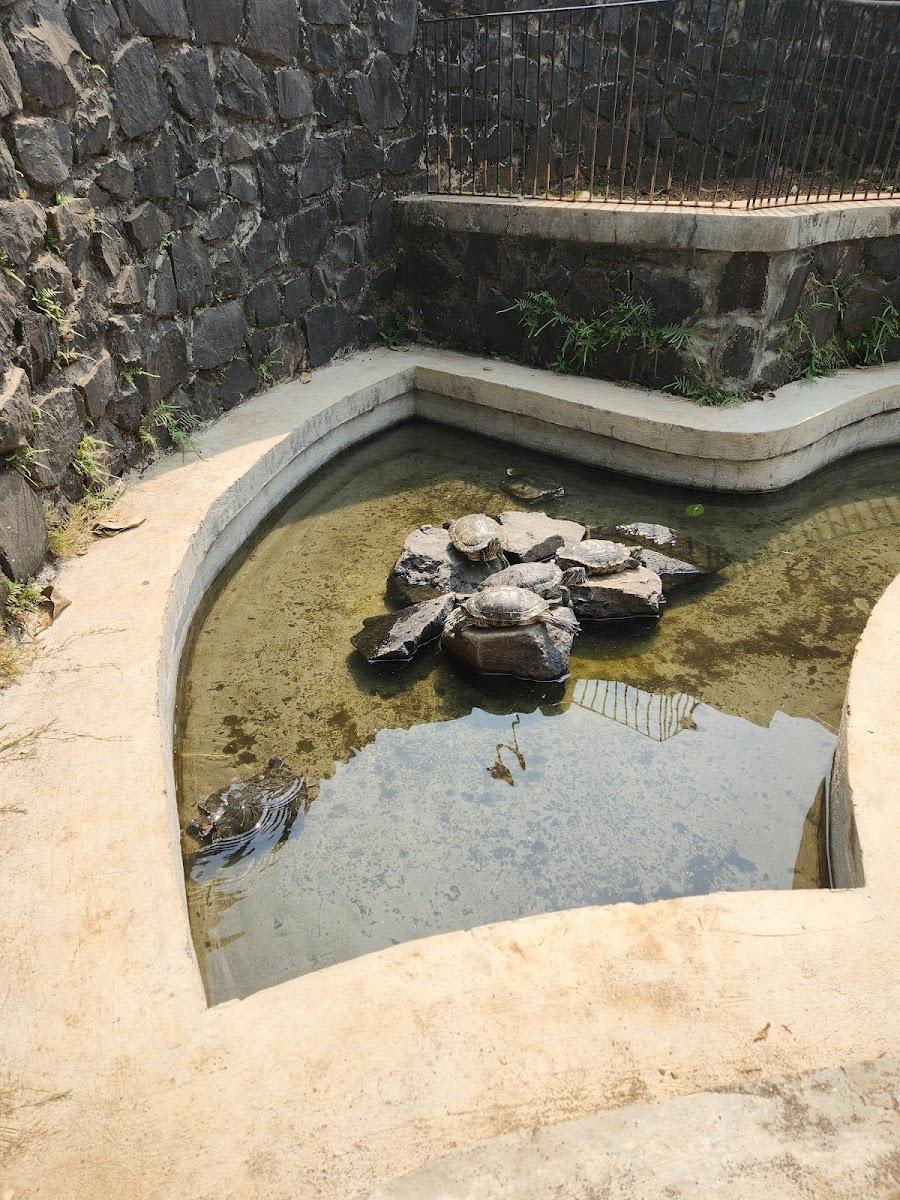 Manas Resort Petting Zoo Igatpuri – photo 2