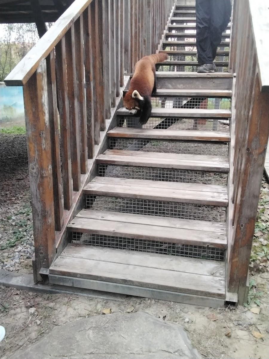 Nantong Sendi Tribe Treehouse Hotel – photo 3