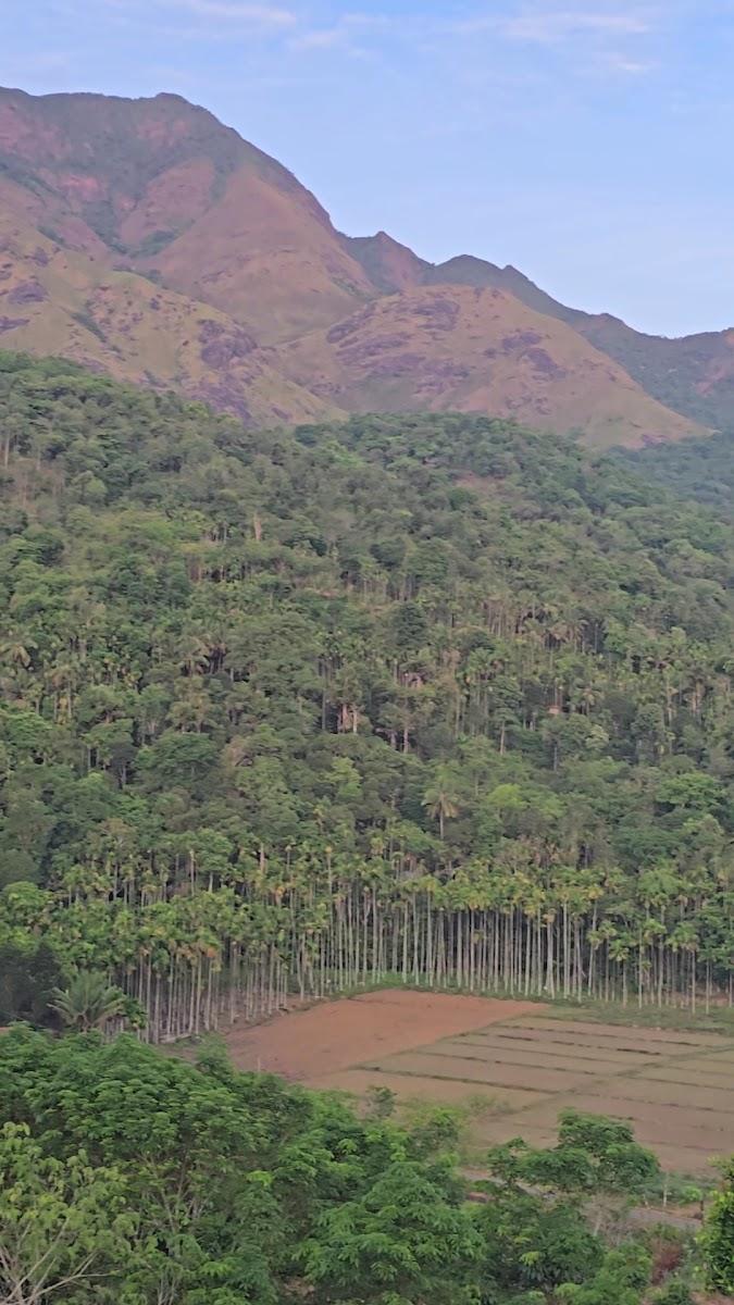 View Point Wayanad Homestay – photo 4