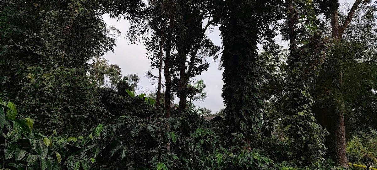 Skylarc Resort, Coorg – photo 3