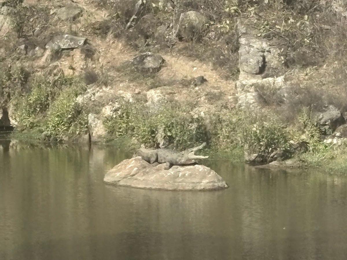 Bannerghatta Nature Camp-Jungle Lodges – photo 3