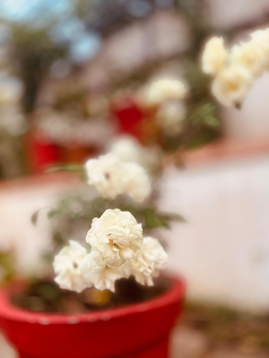 Little Chandhana Guest House