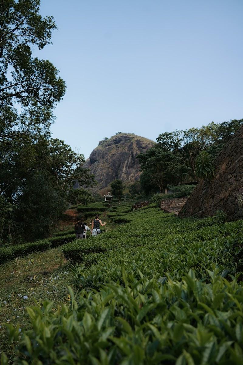 Willmount Geodesic Domes Vagamon – photo 4