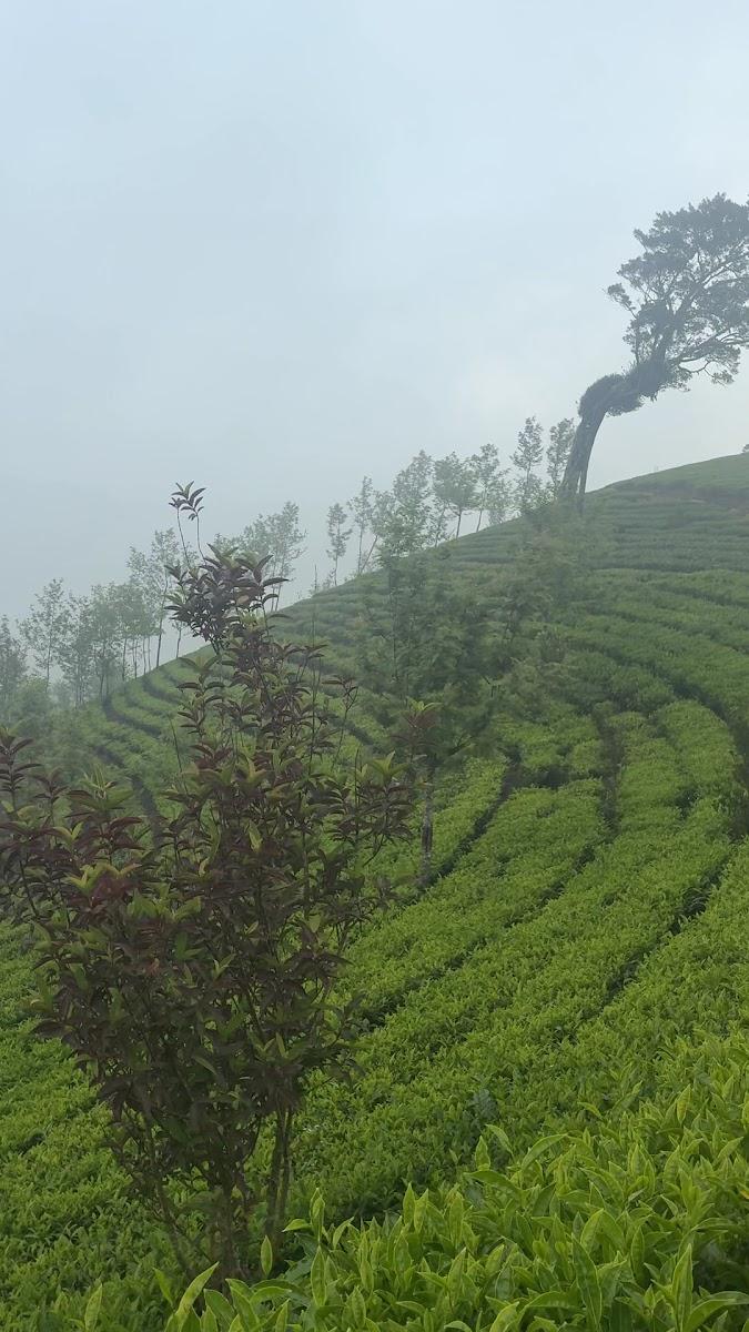Camelot Resort Munnar – photo 3