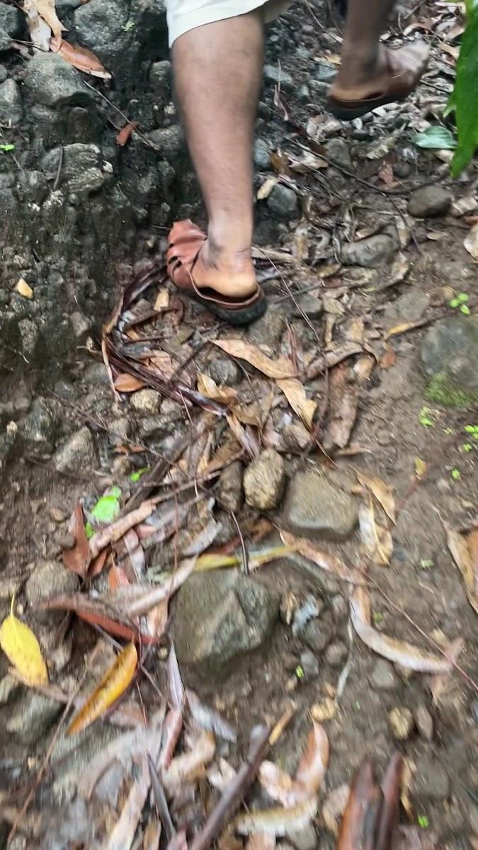 Suryanelli jungle camp munnar – photo 3