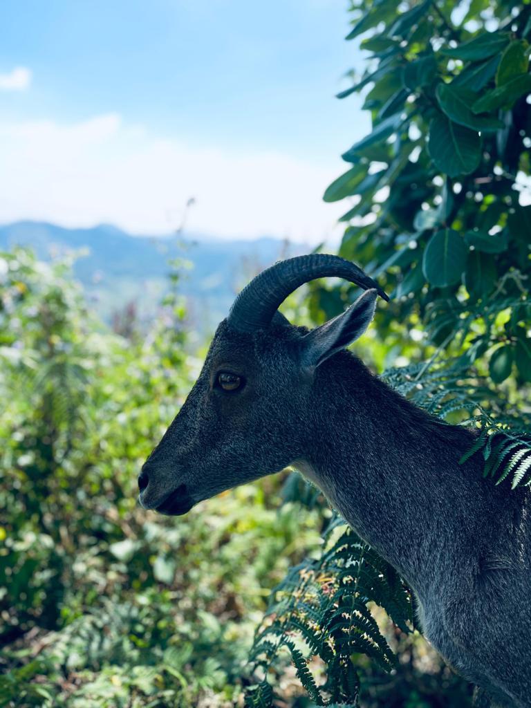 Munnar Resort – photo 3
