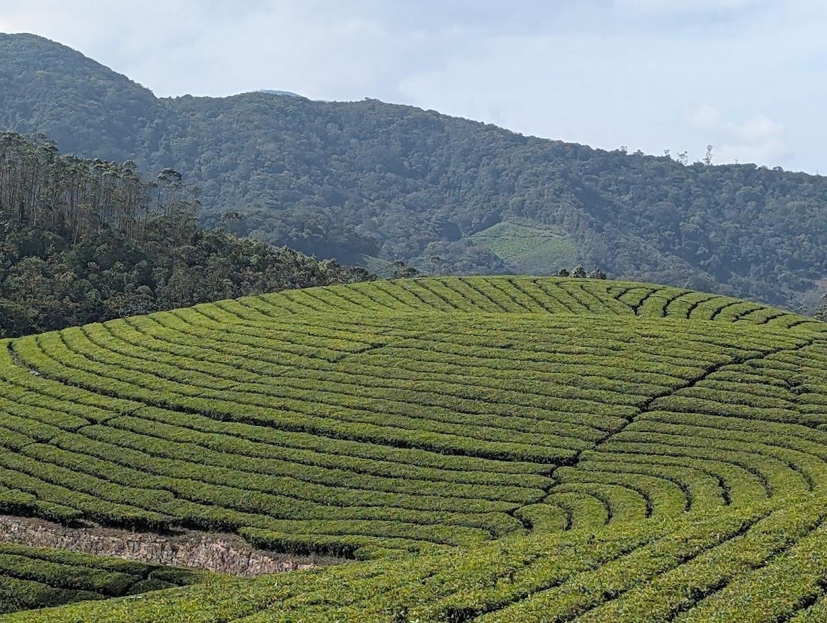 Tea Gardens – photo 1