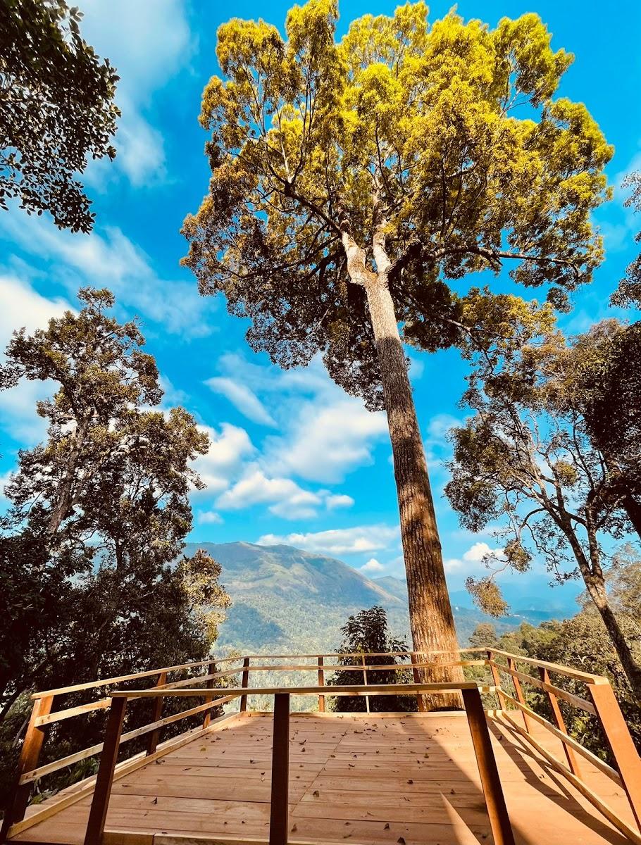 CampTop Munnar – photo 4