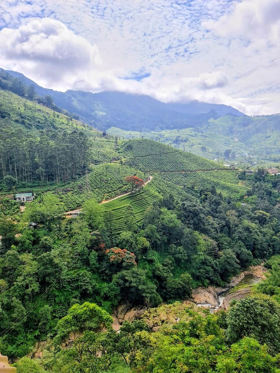 Tea Gardens – photo 2