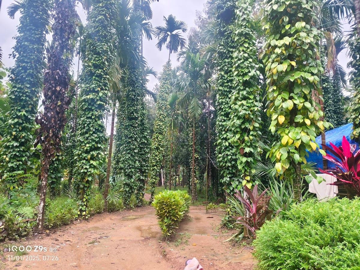 Ganching home stay Emangre village South Garo Hills Meghalaya – photo 4