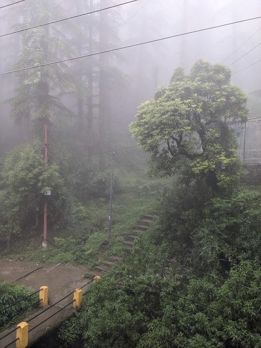 Mustard House -Dharamkot. Travellers Homestay – photo 4