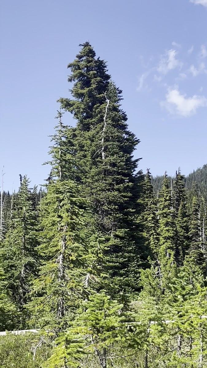 Taylor Meadows – photo 2