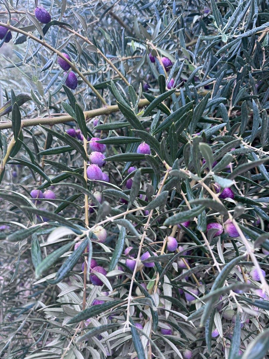 Cortijo LA Almazara – photo 2