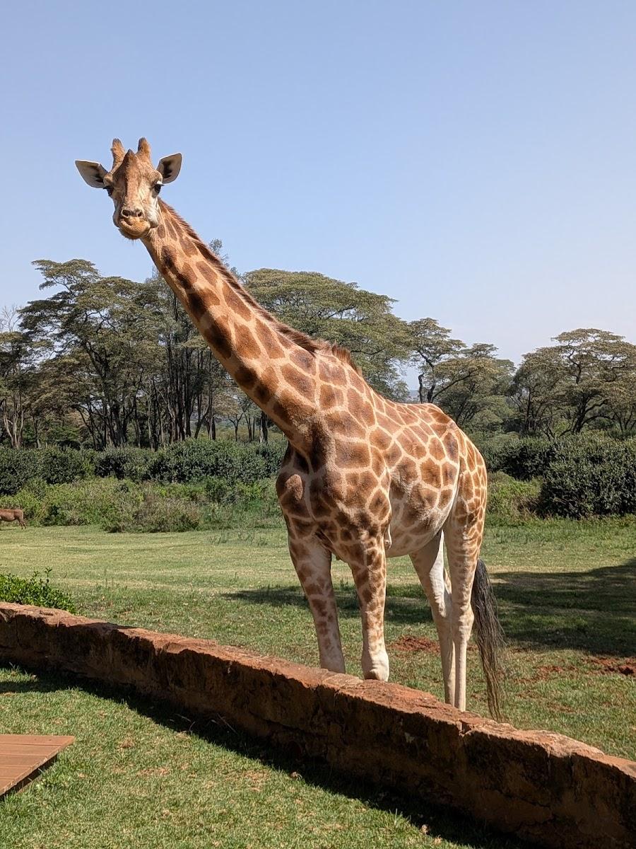 Giraffe Manor – photo 3