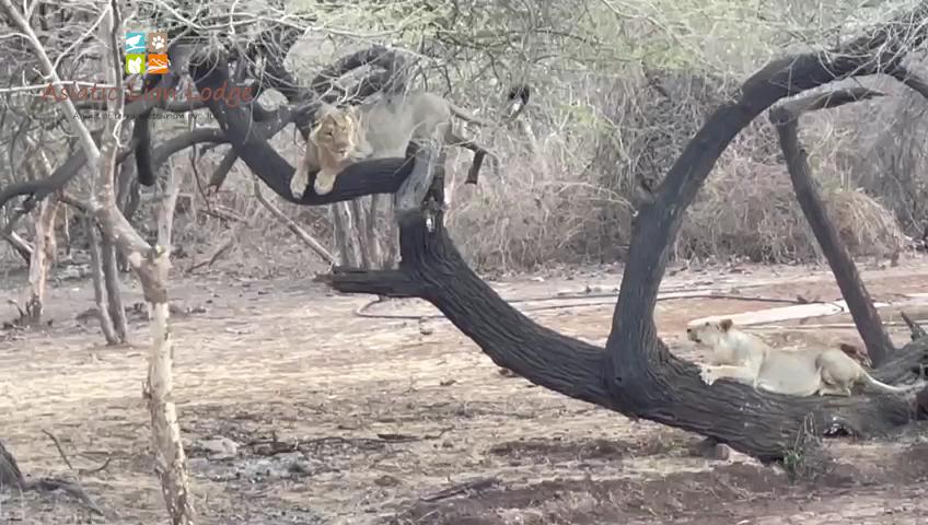 Asiatic Lion Lodge - Sasan Gir Resort and Hotel