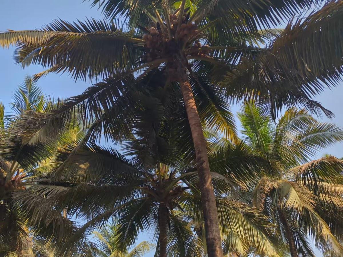 Kenilworth Resort & Spa, Goa – photo 2
