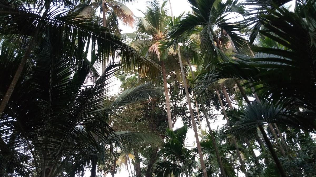 Alibag Nagav Resort