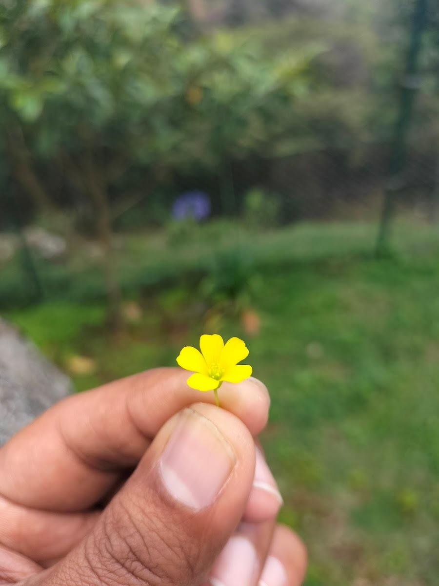 Glyngarth Resort Ooty – photo 4