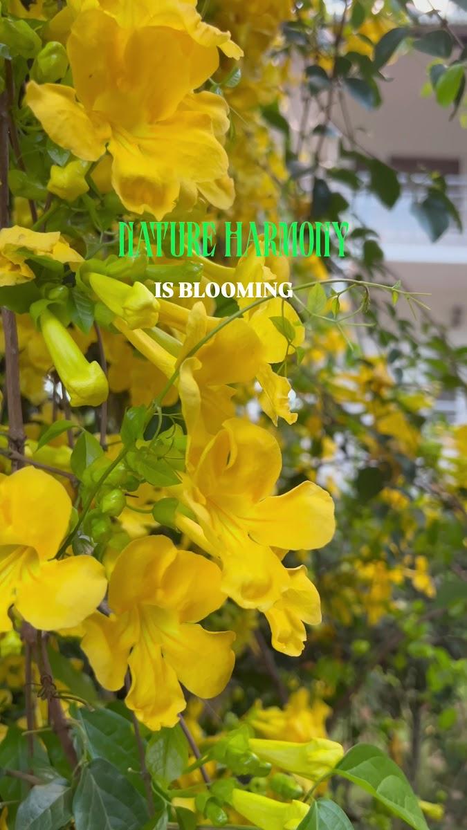 Nature Harmony – photo 1