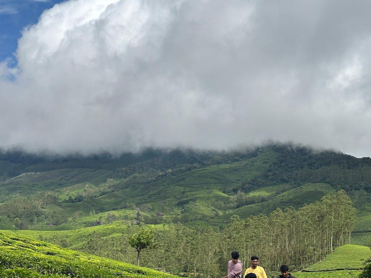 Tea Gardens – photo 4