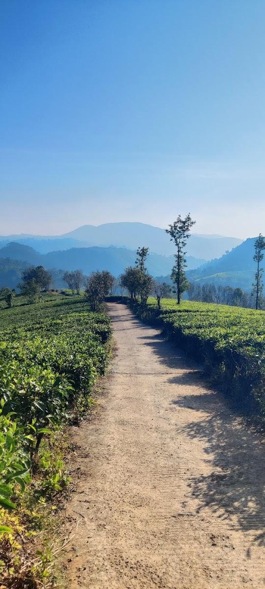 ELYSIAN VALE RESORT | Best Luxury Resort in Vagamon – photo 3