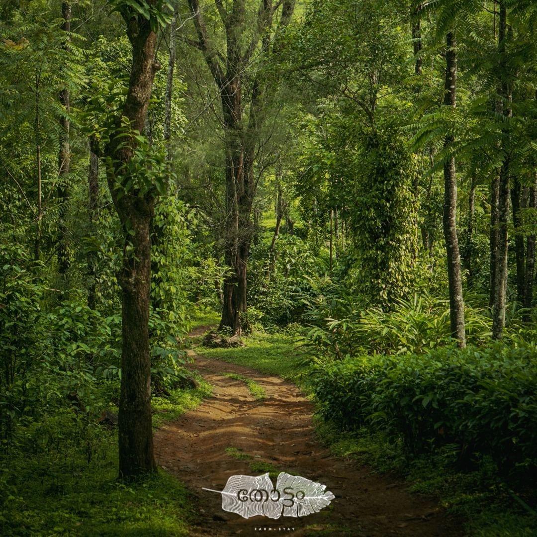 THOTTAM FARMSTAY – photo 2