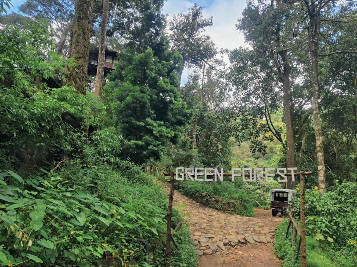 Green Forest 900 Kandi – photo 3