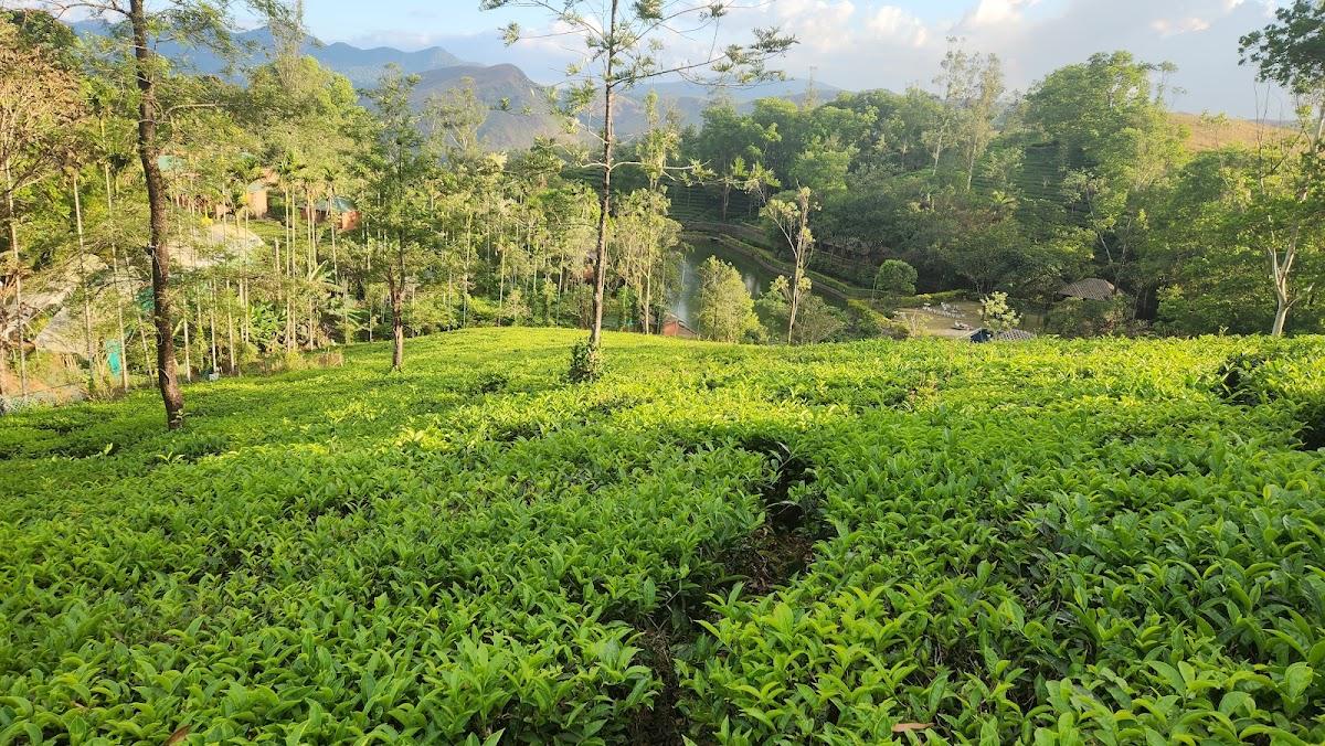 SAJ Vagamon Hideout - Best resort in Vagamon – photo 2