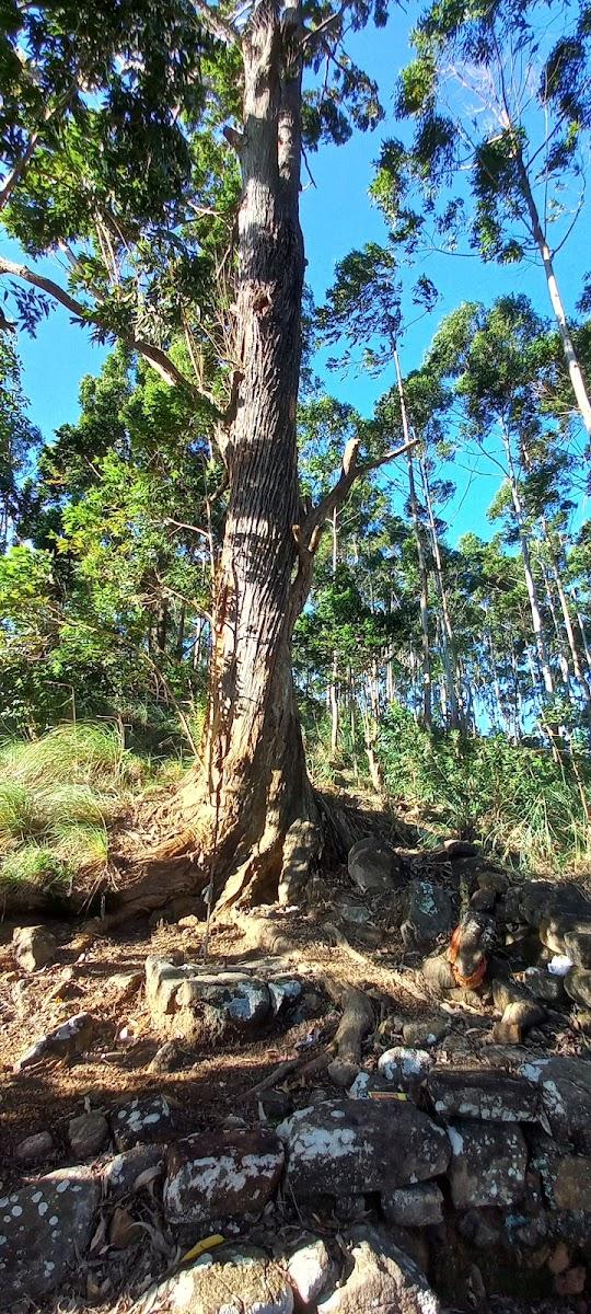 Thotalagala – photo 2