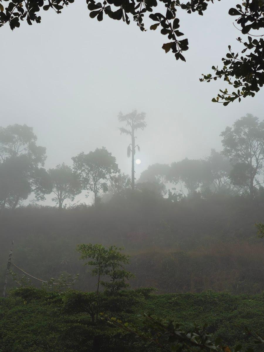 Hong Sau Sakleshpur – photo 2