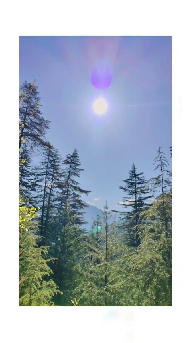 Jibhi Alpine heaven forest view