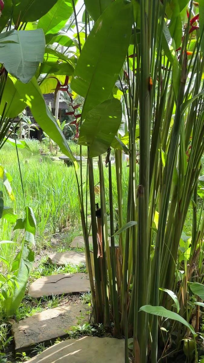 Bambu Indah – photo 3