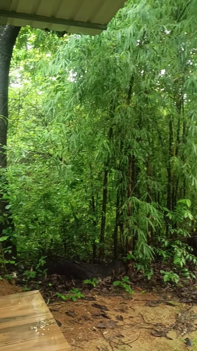 Vanoshi Forest Homestay – photo 1