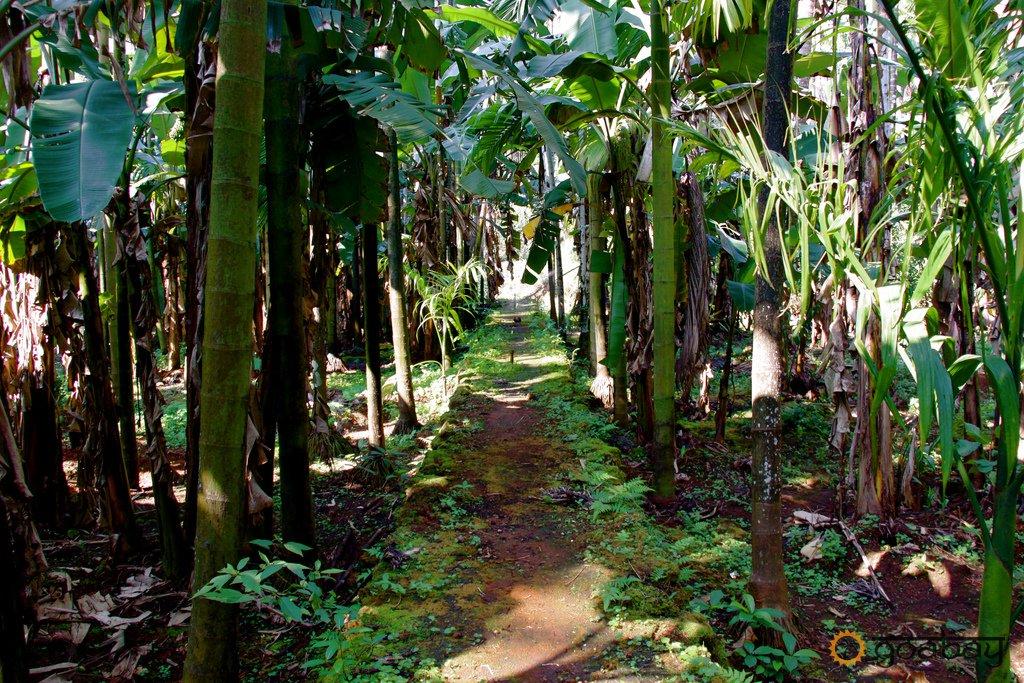 Sahakari Spice Farm – photo 2