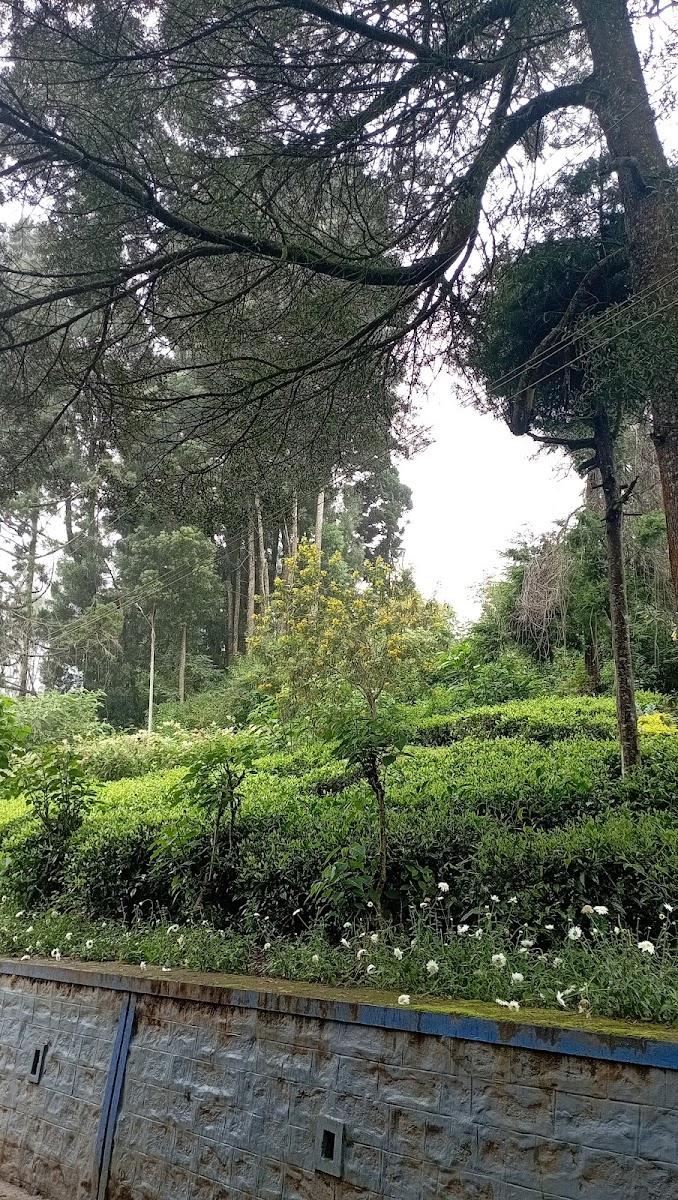ooty Ooty – photo 2