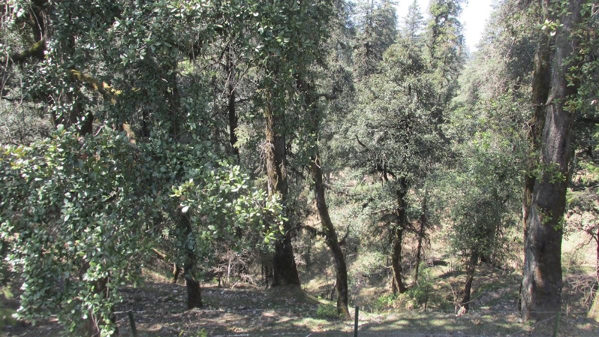 Deoban Forest Rest House – photo 2