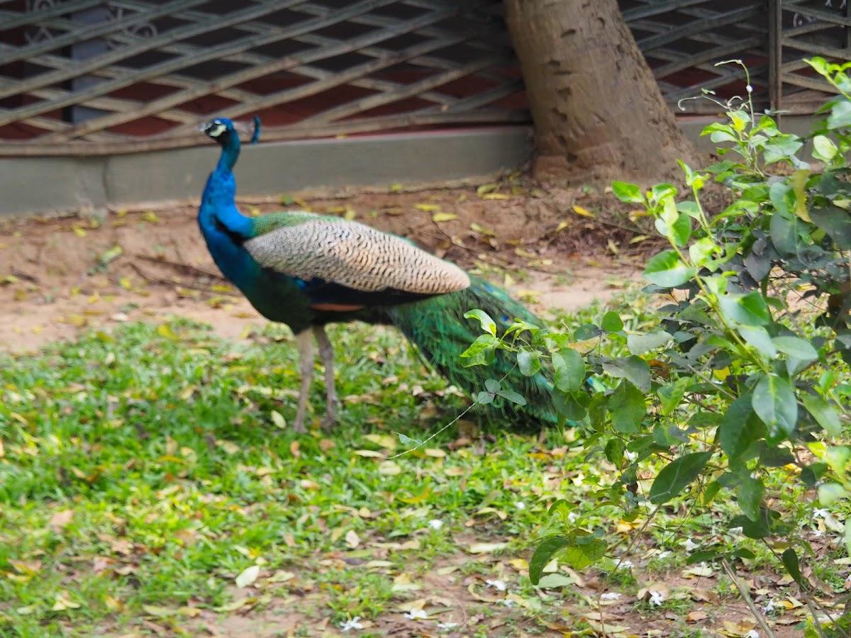 Mantra Koodam - CGH Earth – photo 3