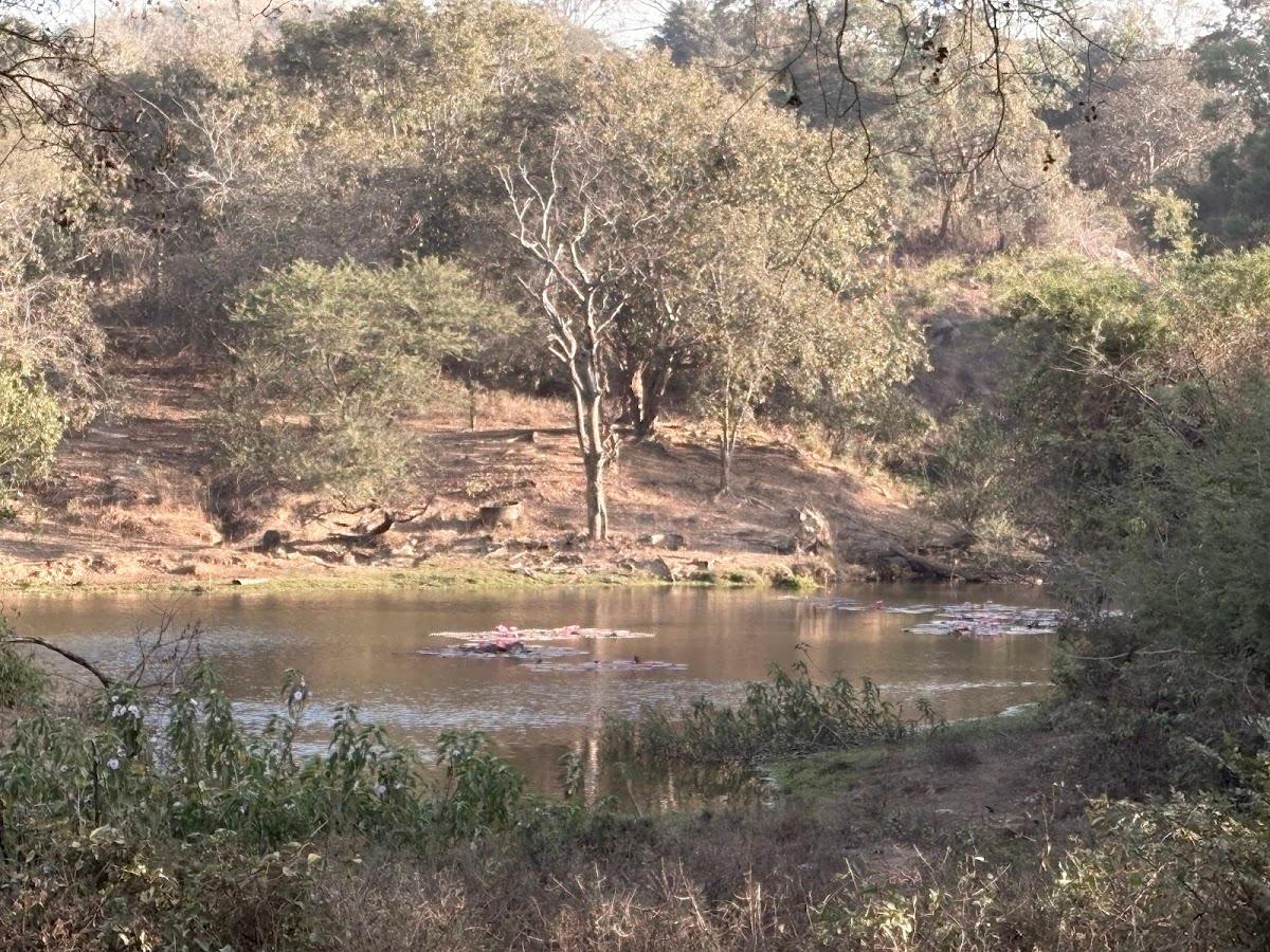 Bannerghatta Nature Camp-Jungle Lodges – photo 4