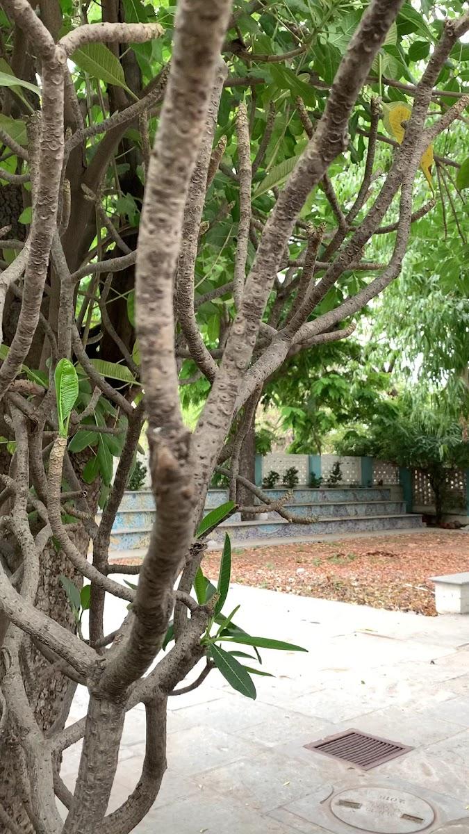 Jaipur Jantar Hostel – photo 4