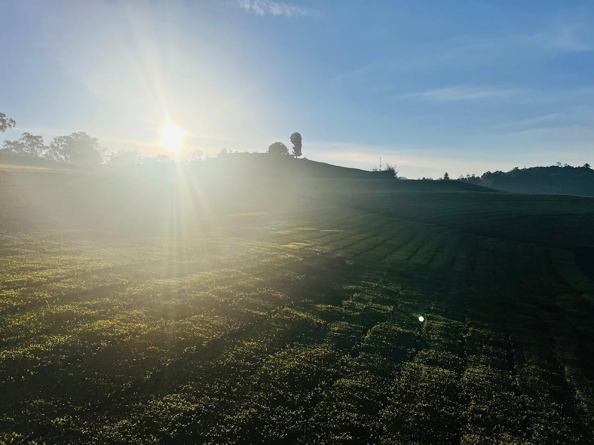 Tea Estate view Stay – photo 3