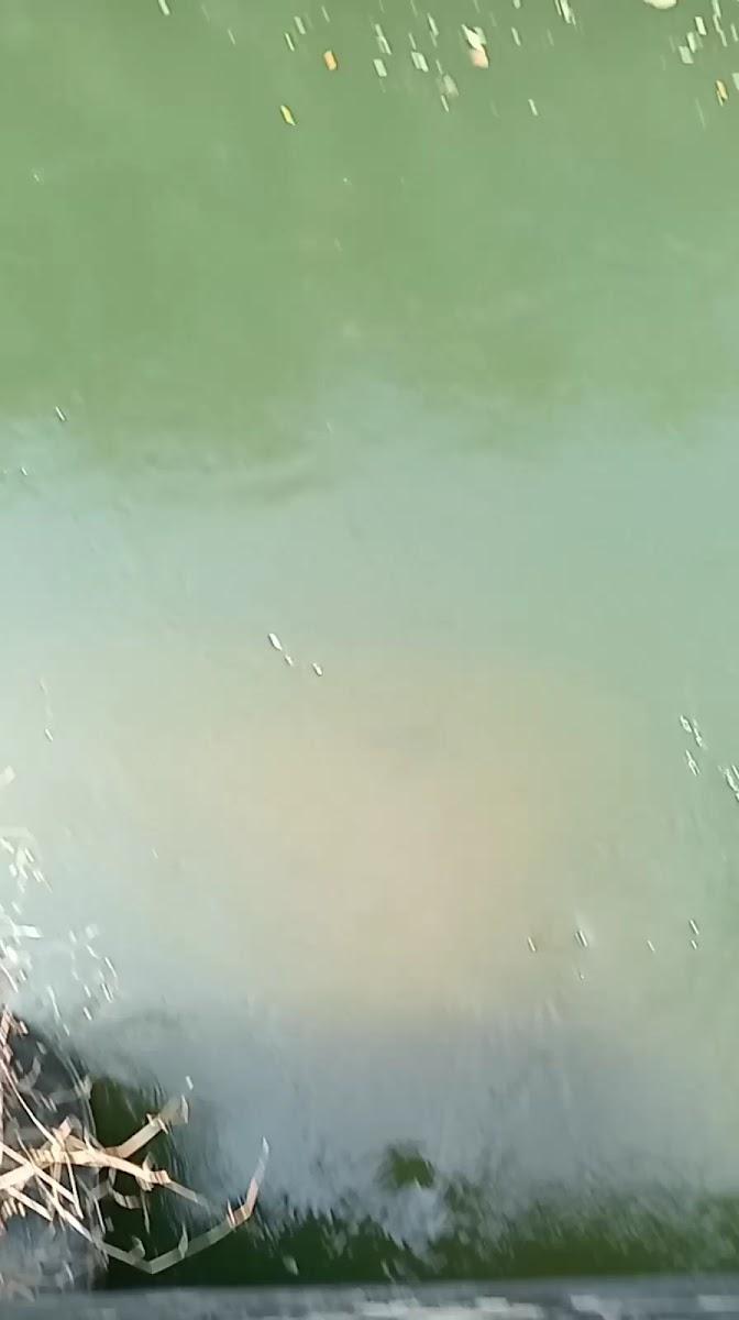Thodupuzha – photo 1