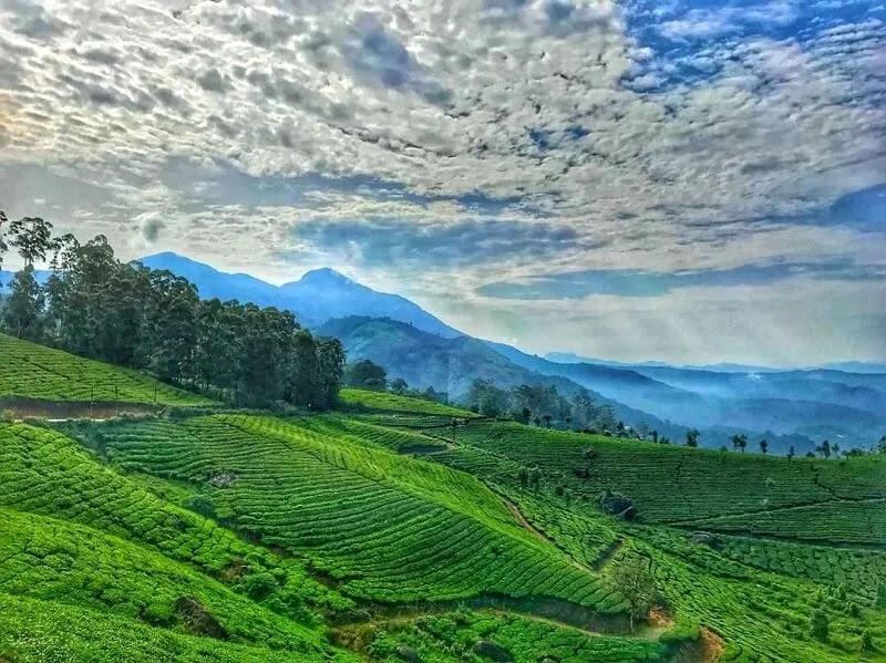 Munnar budget Rooms – photo 4