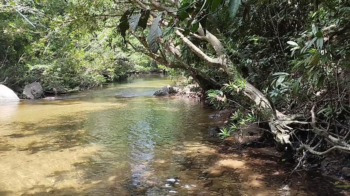 Kanneliya Forest Resort – photo 4