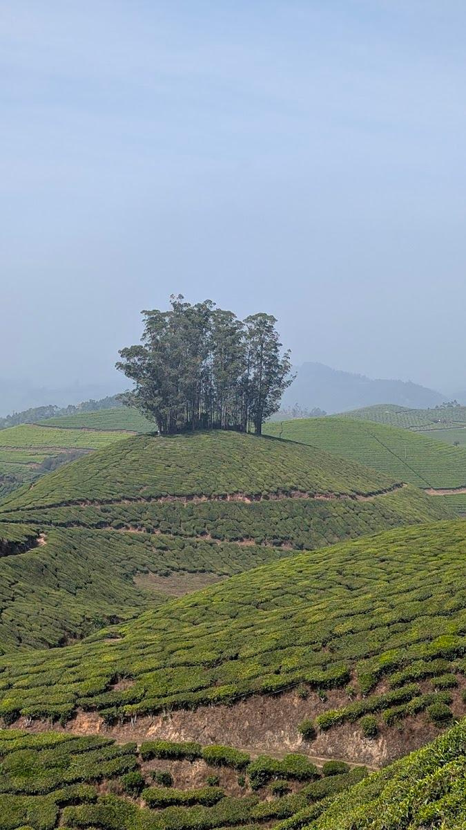 Avadale Munnar – photo 3