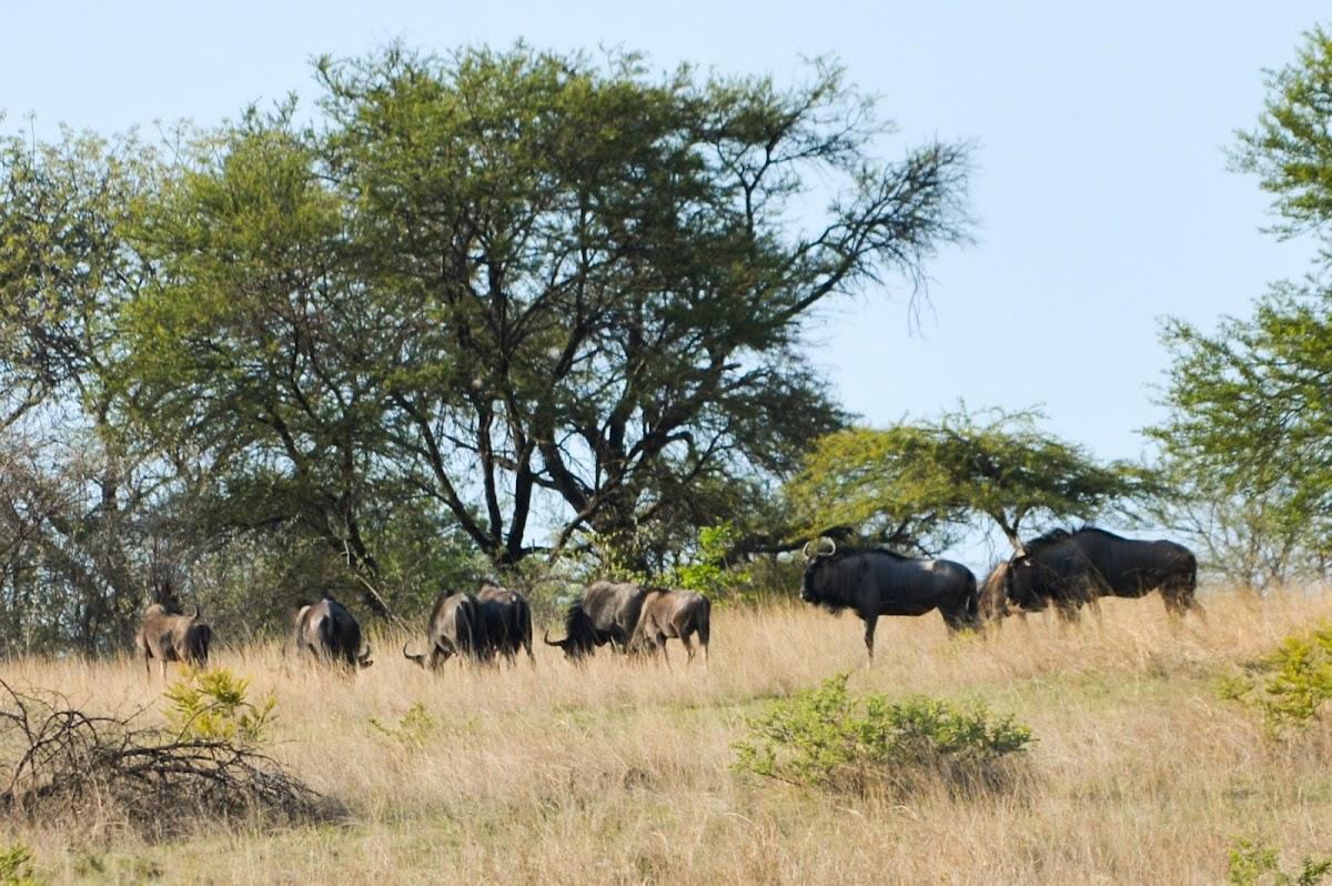 Antelope Park – photo 3